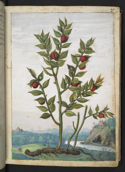 Ruscus aculeatus：一种结红色浆果的植物，选自 Gherardo Cibo 的 "罗马国家植物画"，Add MS 22333，f023r，约 1564-84 年（纸面水彩和水粉画）。 作者 赫拉尔多·西博