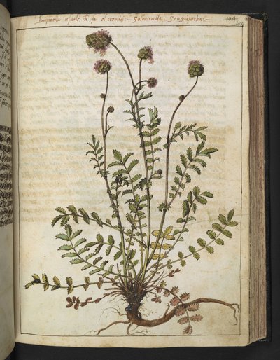 Sanguisorba minor，选自 Gherardo Cibo 的 "罗马国家植物画"，Add MS 22333，f102r，约 1564-84 年（纸面水彩和水粉画）。 作者 赫拉尔多·西博