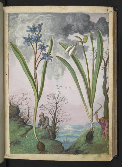 Scilla bifolia 和 Galanthus nivalis，选自 Gherardo Cibo 的 "罗马各州的花卉画"，Add MS 22333，f035r，约 1564-84 年（纸面水彩和水粉画）。 作者 赫拉尔多·西博