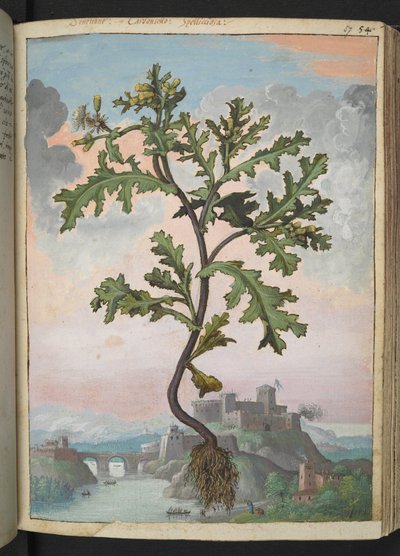 Senecio vulgaris，选自 Gherardo Cibo 的 "罗马各州的植物画"，Add MS 22333，f057r，约 1564-84 年（纸面水彩和水粉画）。 作者 赫拉尔多·西博
