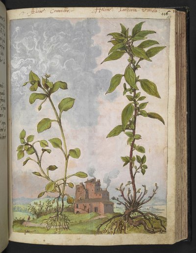 Stellaria media，可能是 Stellaria media，选自 Gherardo Cibo 的 "Paintings of Flora of the Roman States"，Add MS 22333，f113r，约 1564-84 年（纸面水彩和水粉画）。 作者 赫拉尔多·西博