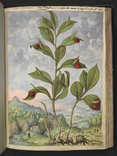 Streptopus amplexifolius（缠绕茎），选自 Gherardo Cibo 的 "罗马各州的植物画"，Add MS 2233，f135r，约 1564-84 年（纸面水彩和水粉画）。 作者 赫拉尔多·西博