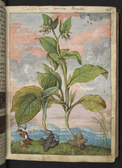 Symphytum tuberosum，选自 Gherardo Cibo 的 "罗马各州的植物画"，Add MS 22333，f030r，约 1564-84 年（纸面水彩和水粉画）。 作者 赫拉尔多·西博