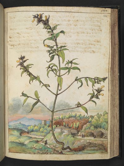 绿叶黄花的高大植物，选自 Gherardo Cibo 的 "罗马各州的植物画"，Add MS 22333，f132r，约 1564-84 年（纸面水彩和水粉画）。 作者 赫拉尔多·西博