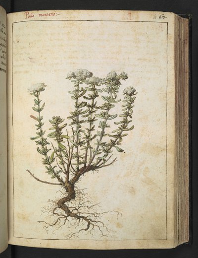 Teucrium montanum，选自 Gherardo Cibo 的 "罗马各州的植物画"，Add MS 22333，f068r，约 1564-84 年（纸面水彩和水粉画）。 作者 赫拉尔多·西博