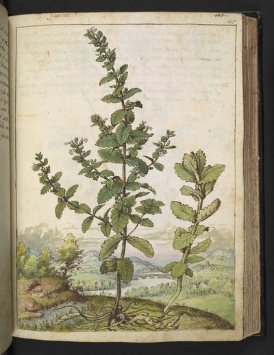 Teucrium scordium，选自 Gherardo Cibo 的 "罗马国家植物画"，Add MS 22333，f105r，约 1564-84 年（纸面水彩和水粉画）。 作者 赫拉尔多·西博