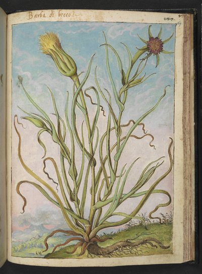 Tragopogon porrifolius，选自 Gherardo Cibo 的 "罗马各州的植物画"，Add MS 22333，f169r，约 1564-84 年（纸面水彩和水粉画）。 作者 赫拉尔多·西博