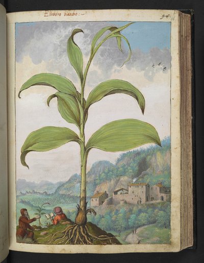 Veratrum nigrum，选自 Gherardo Cibo 的 "罗马各州的植物画"，Add MS 22333，f096r，约 1564-84 年（纸面水彩和水粉画）。 作者 赫拉尔多·西博