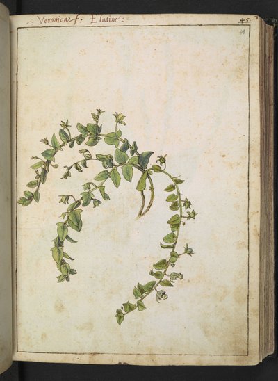 维罗妮卡，选自杰拉尔多-西博的 "罗马诸国花卉画"，Add MS 22333，f048r，约 1564-84 年（纸面水彩和水粉画） 作者 赫拉尔多·西博