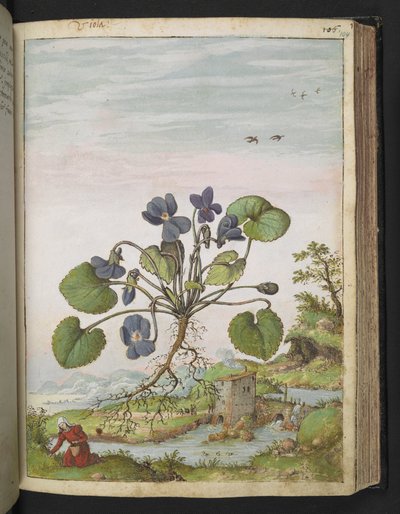 Viola odorata，选自 Gherardo Cibo 的 "罗马各州的植物画"，Add MS 22333，f104r，约 1564-84 年（纸面水彩和水粉画）。 作者 赫拉尔多·西博