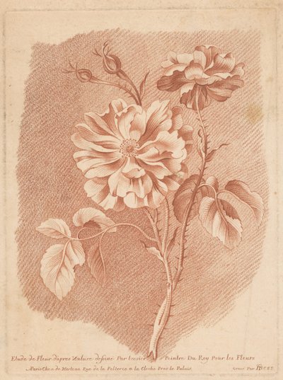 布卢门
Etude de Fleur d