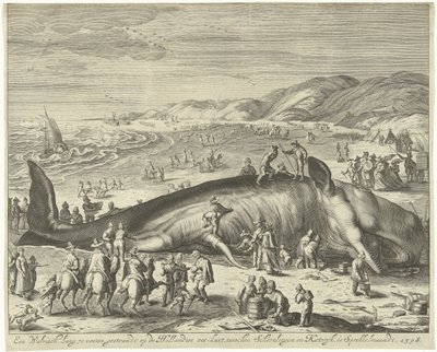 搁浅的伯克鲸鱼，1598 年 一头 70 英尺长的鲸鱼搁浅在荷兰海岸斯普罗凯尔马安特 (Sprokkelmaandt) 的斯舍弗林根 (Schevelingen) 和卡特维克 (Katwyk) 之间，1598 年（物品上的标题） 作者 雅各布·马塔姆（Jacob Matham）