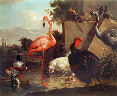 各种鸟类 作者 Gillis Claesz d