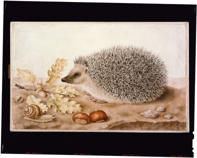 风景中的刺猬（牛皮纸上的彩色画）。 作者 乔万娜·加佐尼（Giovanna Garzoni）