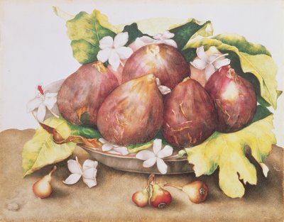 叶子上的无花果 作者 乔万娜·加佐尼（Giovanna Garzoni）