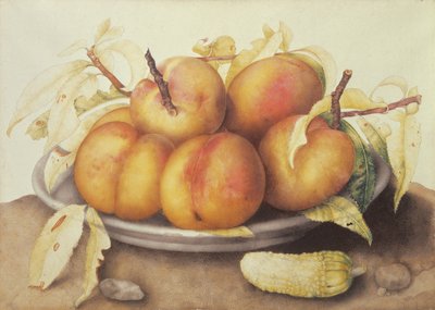桃子板材用腌汁 作者 乔万娜·加佐尼（Giovanna Garzoni）