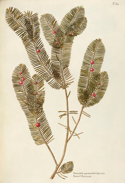 欧洲红豆杉（Taxus baccata），红豆杉科，乔瓦尼·安东尼奥·博蒂奥内（Giovanni Antonio Bottione），水彩 作者 乔瓦尼·安东尼奥·博蒂奥尼