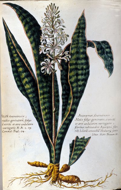 芦荟药用植物。雕刻 - 载于 "Historia botanica practica, seu plantarum, quae adum medicinae pertinent, nomenclatura, descriptio et virtutes..." 作者 乔瓦尼·巴蒂斯塔·莫兰迪