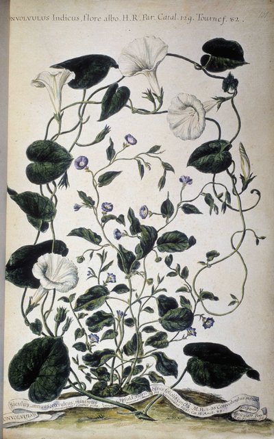 植物板：旋花的品种。 空心菜品种（空心菜白色植物群；空心菜）。 乔瓦尼·巴蒂斯塔·莫兰迪，一个彩绘植物园或植物集合......，第一卷 作者 乔瓦尼·巴蒂斯塔·莫兰迪