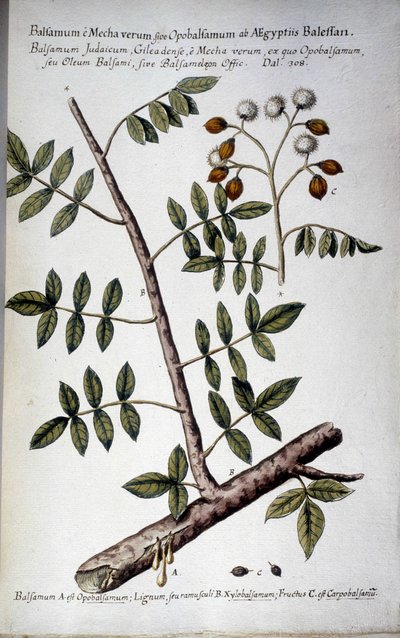 Opobalsamum（带seve的分支）--收录于乔瓦尼-巴蒂斯塔-莫兰迪(-1761)的 "Historia botanica pratica, seu plantarum, quae ad usum medianae relevant, nomenclatura, descriptio et virtutes... "中 作者 乔瓦尼·巴蒂斯塔·莫兰迪