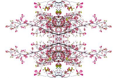 非自然200（数字处理过的照片 作者 乔凡尼·卡法尼亚（Giovanni Cafagna）