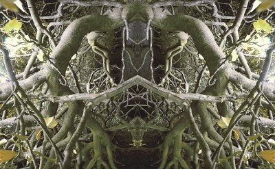 不自然41（数码处理的照片） 作者 乔凡尼·卡法尼亚（Giovanni Cafagna）