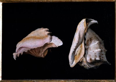 两只贝壳（海中贝壳静物） 菲利普-纳波莱诺（1587-1629）的画作 1618年 暗39x56厘米 佛罗伦萨，皮蒂宫 作者 乔瓦尼·吉罗拉莫·萨沃尔多