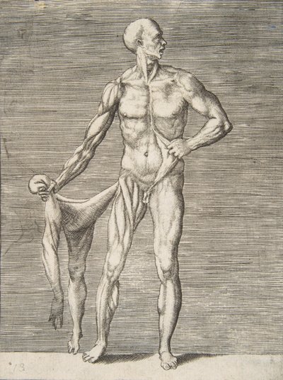 男子从正面看，右臂和右腿的皮肤在他的右手中...，16世纪。 作者 朱利奥·博纳松