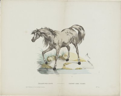 Étalon pur sang /种马全血（物体上的标题） 作者 Glenisson 和 Van Genechten