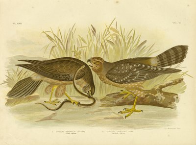 Allied Harrier或Spotted Harrier，1891 作者 格拉西乌斯·布罗诺诺夫斯基