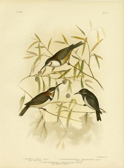 黑色Honeyeater，1891年 作者 格拉西乌斯·布罗诺诺夫斯基