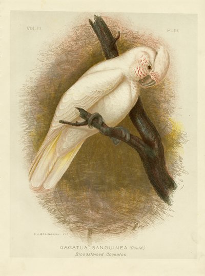 血腥鹦鹉，1891年 作者 格拉西乌斯·布罗诺诺夫斯基