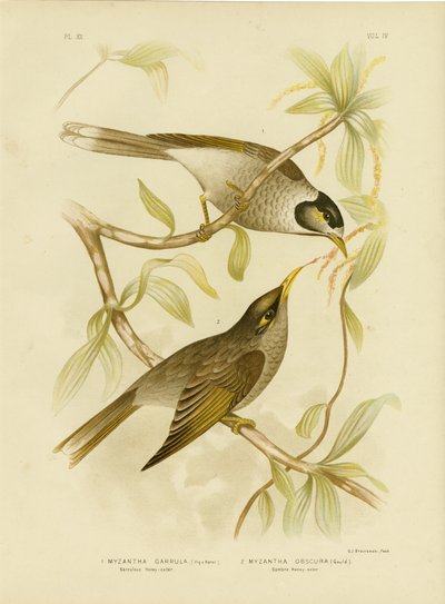Garruulous Honeyeater或Noisy Miner，1891 作者 格拉西乌斯·布罗诺诺夫斯基