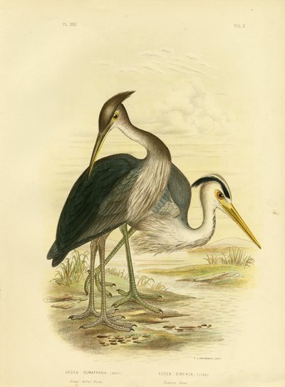 大嘴苍鹭或暗灰色苍鹭，1891年 作者 格拉西乌斯·布罗诺诺夫斯基