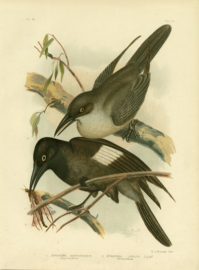 Grey Crow-Shrike，1891年 作者 格拉西乌斯·布罗诺诺夫斯基