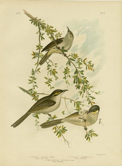 Lewin Honeyeater，1891年 作者 格拉西乌斯·布罗诺诺夫斯基