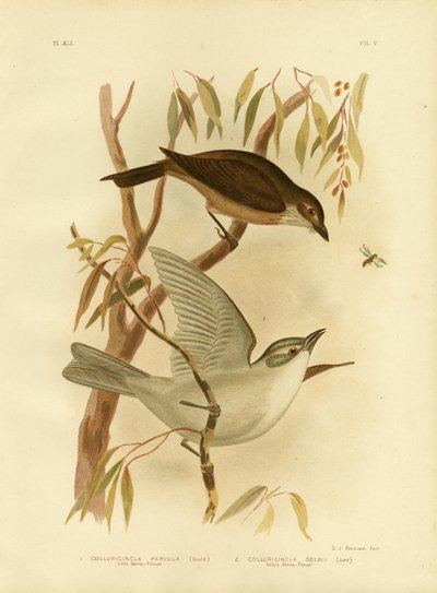 Little Shrike-Thrush，1891 作者 格拉西乌斯·布罗诺诺夫斯基