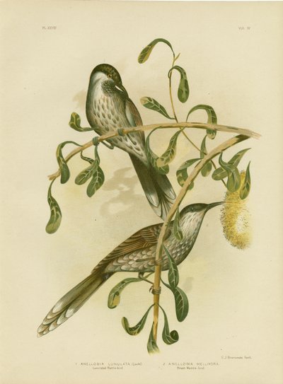 Lumulated Wattlebird或Little Wattlebird，1891 作者 格拉西乌斯·布罗诺诺夫斯基
