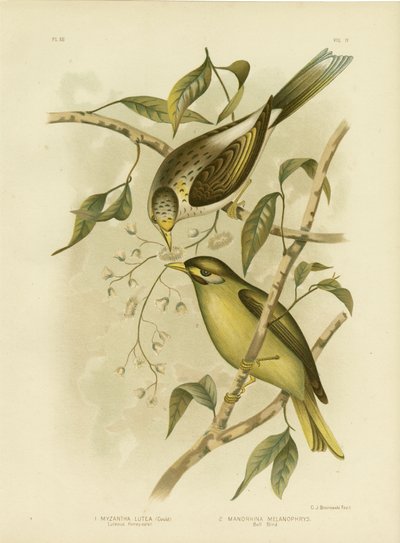 Luteous Honeyeater或Yellow-Throated Miner，1891 作者 格拉西乌斯·布罗诺诺夫斯基