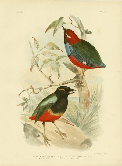 Macklot&39;S Pitta，1891年 作者 格拉西乌斯·布罗诺诺夫斯基