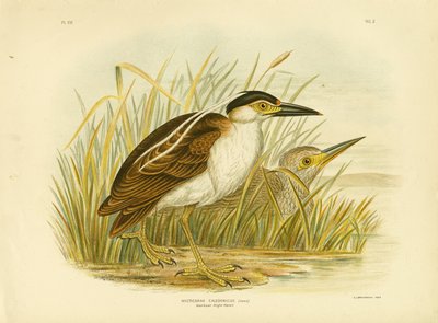 Nankean Night Heron或Nankeen Night Heron，1891 作者 格拉西乌斯·布罗诺诺夫斯基