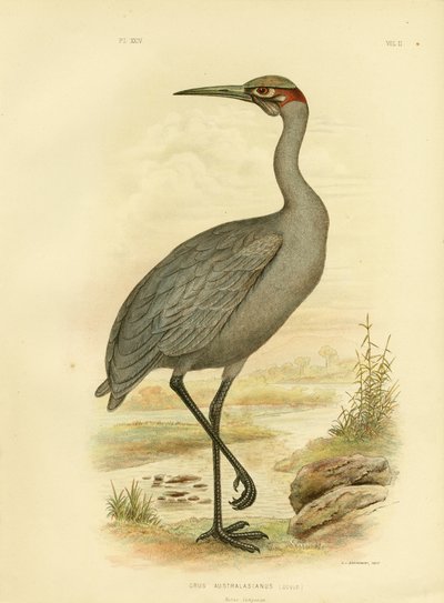 Native Companion或Brolga，1891 作者 格拉西乌斯·布罗诺诺夫斯基