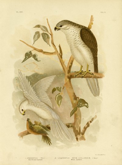 New Holland Goshawk，1891年 作者 格拉西乌斯·布罗诺诺夫斯基