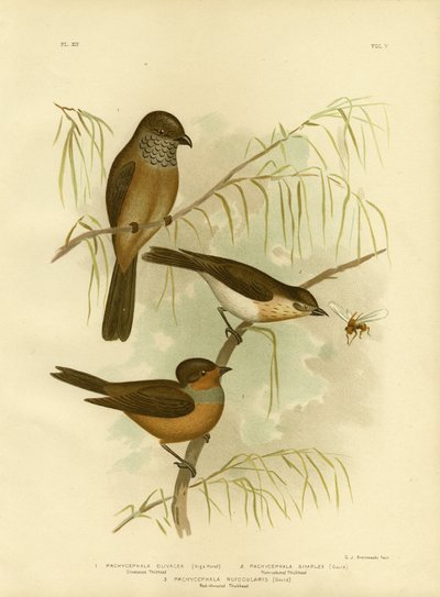 Olivaceous Thickhead或Olive Whistler，1891 作者 格拉西乌斯·布罗诺诺夫斯基