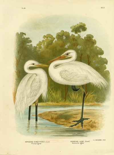 羽毛白鹭或中间白鹭，1891年 作者 格拉西乌斯·布罗诺诺夫斯基