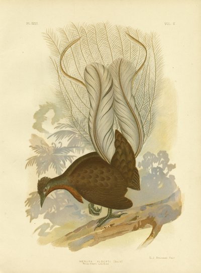 Prince Albert&39;S Lyrebird，1891 作者 格拉西乌斯·布罗诺诺夫斯基