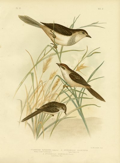 红褐色的Cincloramphus或红褐色的Songlark，1891年 作者 格拉西乌斯·布罗诺诺夫斯基