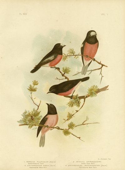 Scarlet-Breasted Robin或太平洋罗宾，1891年 作者 格拉西乌斯·布罗诺诺夫斯基
