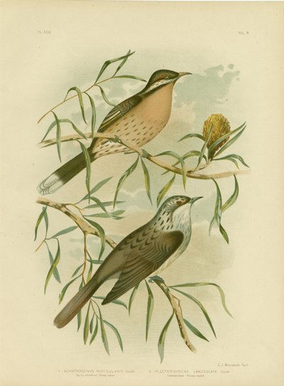 Spiny-Cheeked Honeyeater，1891 作者 格拉西乌斯·布罗诺诺夫斯基