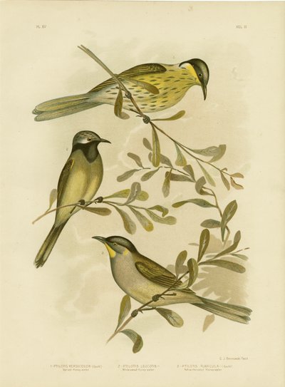 各种Honeyeater，1891年 作者 格拉西乌斯·布罗诺诺夫斯基